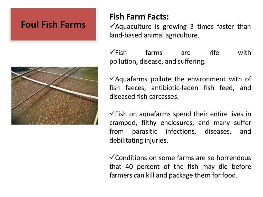 Fish Farm FactsFoul Fish Farms