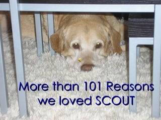 More than 101 Reasons we loved SCOUT 