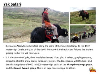 Yak Safari




• Get onto a Yak while others trek along the spine of the Singe Lila Range to the 4572-
  meter-high Duisla, the pass of the Devil. The route is no habitation, follows the ancient
  grazing trail of the yak herdsmen.
• It is the domain of yaks, their lonely herdsmen, lakes, glacial valleys, gurgling streams,
  cascades, chiseled snow peaks, meadows, forests, Rhododendrons, wildlife, birds and
  breathtaking views of 6000 to 8000 meter-high peaks of the Khangchendzonga group,
  and the Mount Everest group. This is an experience unique to Sikkim.
 