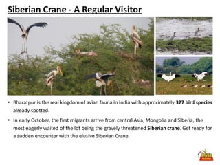Siberian Crane - A Regular Visitor




• Bharatpur is the real kingdom of avian fauna in India with approximately 377 bird species
  already spotted.
• In early October, the first migrants arrive from central Asia, Mongolia and Siberia, the
  most eagerly waited of the lot being the gravely threatened Siberian crane. Get ready for
  a sudden encounter with the elusive Siberian Crane.
 