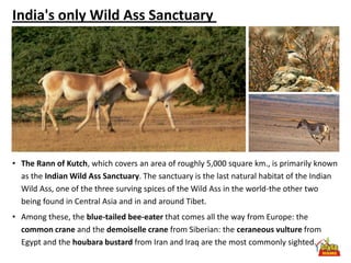 India's only Wild Ass Sanctuary




• The Rann of Kutch, which covers an area of roughly 5,000 square km., is primarily known
  as the Indian Wild Ass Sanctuary. The sanctuary is the last natural habitat of the Indian
  Wild Ass, one of the three surving spices of the Wild Ass in the world-the other two
  being found in Central Asia and in and around Tibet.
• Among these, the blue-tailed bee-eater that comes all the way from Europe: the
  common crane and the demoiselle crane from Siberian: the ceraneous vulture from
  Egypt and the houbara bustard from Iran and Iraq are the most commonly sighted.
 