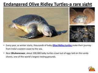 Endangered Olive Ridley Turtles-a rare sight




• Every year, as winter starts, thousands of baby Olive Ridley turtles make their journey
  from India's eastern coast to the sea.
• Near Bhubaneswar, about 200,000 baby turtles crawl out of eggs laid on the sandy
  shores, one of the world's largest nesting grounds.
 