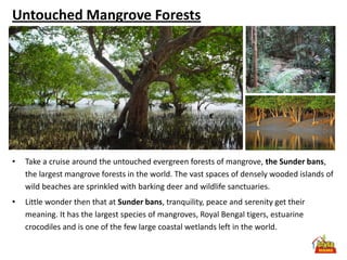Untouched Mangrove Forests




•   Take a cruise around the untouched evergreen forests of mangrove, the Sunder bans,
    the largest mangrove forests in the world. The vast spaces of densely wooded islands of
    wild beaches are sprinkled with barking deer and wildlife sanctuaries.
•   Little wonder then that at Sunder bans, tranquility, peace and serenity get their
    meaning. It has the largest species of mangroves, Royal Bengal tigers, estuarine
    crocodiles and is one of the few large coastal wetlands left in the world.
 