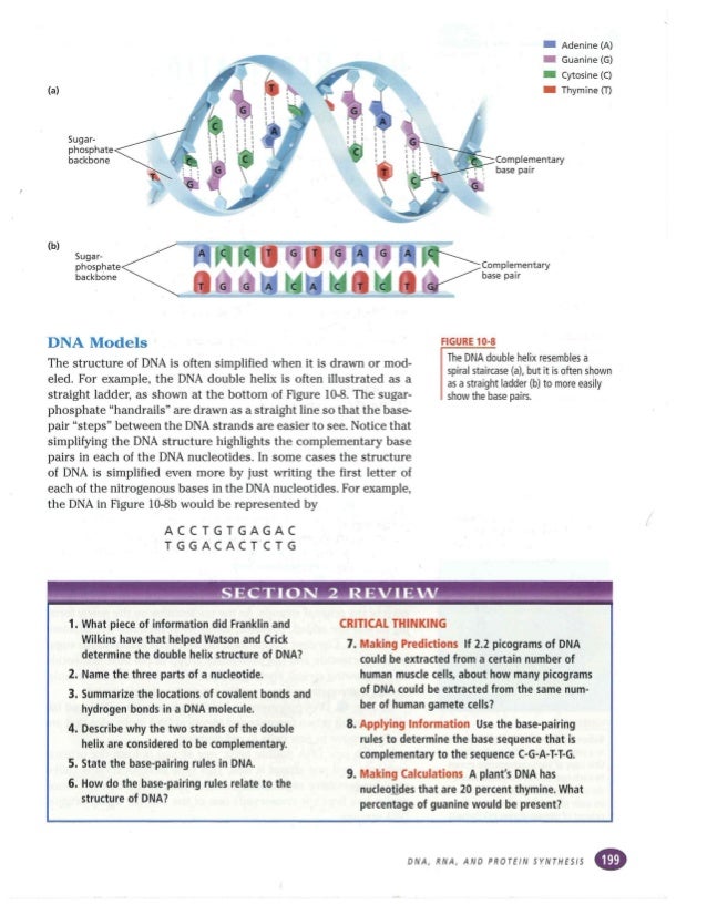 Chapter 10 DNA