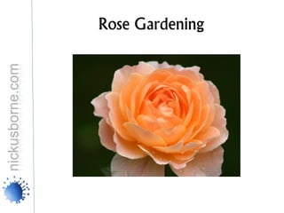 Rose Gardening
 