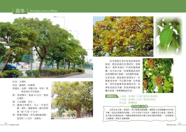 高雄市常見行道樹