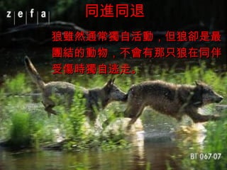 05/19/13 www.gusiguo.com
同進同退同進同退
狼雖然通常獨自活動，但狼卻是最狼雖然通常獨自活動，但狼卻是最
團結的動物，不會有那只狼在同伴團結的動物，不會有那只狼在同伴
受傷時獨自逃走。受傷時獨自逃走。
 