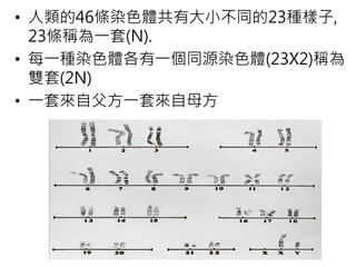 • 人類的46條染色體共有大小不同的23種樣子,
23條稱為一套(N).
• 每一種染色體各有一個同源染色體(23X2)稱為
雙套(2N)
• 一套來自父方一套來自母方
 