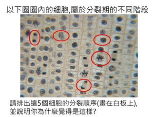 以下圈圈內的細胞,屬於分裂期的不同階段
請排出這5個細胞的分裂順序(畫在白板上),
並說明你為什麼覺得是這樣?
 