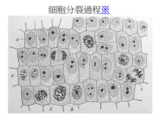 細胞分裂過程※
 