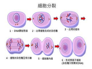細胞分裂
 