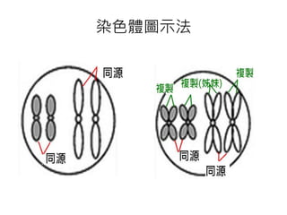 染色體圖示法
 