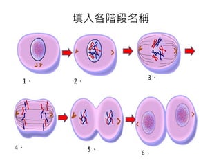 填入各階段名稱
 
