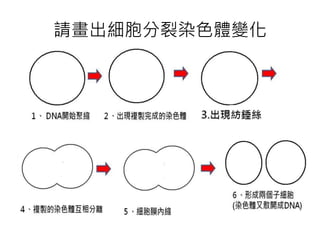 請畫出細胞分裂染色體變化
 