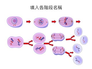 填入各階段名稱
 