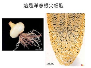 這是洋蔥根尖細胞
 
