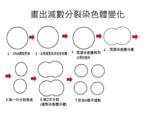 畫出減數分裂染色體變化
 