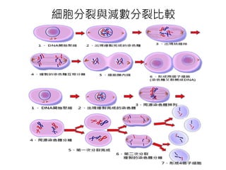 細胞分裂與減數分裂比較
 