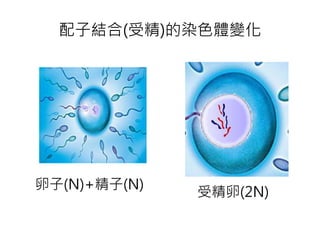 配子結合(受精)的染色體變化
卵子(N)+精子(N)
受精卵(2N)
 
