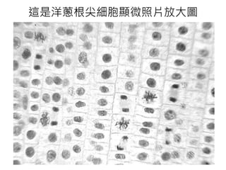 這是洋蔥根尖細胞顯微照片放大圖
 