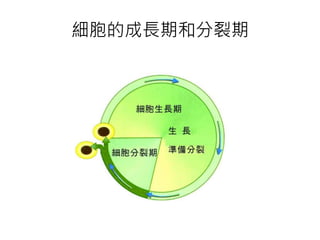 細胞的成長期和分裂期
 