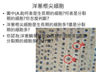洋蔥根尖細胞
• 圖中(A.B)何者是生長期的細胞?何者是分裂
期的細胞?你怎麼判斷?
• 洋蔥根尖細胞是生長期的細胞多?還是分裂
期的細胞多?
• 你認為:洋蔥鱗葉細胞生長期的細胞多?還是
分裂期的細胞多?為什麼?
 