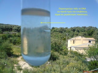 Παρατηρούμε πάλι το DNA
  να περνά προς την επιφάνεια,
τώρα σε μεγαλύτερες ποσότητες …
 