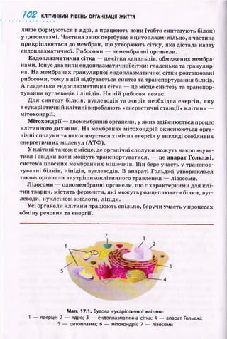 1 0 2 КЛІТИННИЙ РІВЕНЬ ОРГАНІЗАЦІЇ ЖИТТЯ
лигає ф ормую ться в ядрі, а працюють вони (тобто синтезую ть білок)
у цитоплазмі. Частина з них перебуває в цитоплазмі вільно, а частина
прикріплю ється до мембран, що утворюють сітку, яка дістала назву
ендоплазматичної. Рибосоми — немембранні органели.
Ендоплазматична сітка — це сітка канальців, обмежених мембра­
нами. Існує два типи ендоплазматичної сітки: гладенька та грануляр­
на. Н а мембранах гранулярної ендоплазматичної сітки розташ овані
рибосоми, том у в н ій відбувається синтез та транспортування білків.
А гладенька ендоплазматична сітка — це місце синтезу та транспор­
тування вуглеводів і л іп ід ів . Н а н ій рибосом немає.
Д ля синтезу б іл к ів, вуглеводів та ж и р ів необхідна енергія, яку
в еукаріотичній к л іти н і виробляють «енергетичні станції» кліти ни —
мітохондрії.
Мітохондрії — двомембранні органели, у яки х здійснюється процес
клітинного дихання. Н а мембранах м ітохондрій окисню ю ться орга­
н іч н і сполуки та накопичується х ім іч н а енергія у вигляді особливих
енергетичних молекул (АТФ ).
У к л іти н і також є місце, де органічні сполуки мож уть накопичува­
тися і звідки вони м ож уть транспортуватися, — це апарат Гольджі,
система плоских мембранних м іш ечків. В ін бере участь у транспор­
туванні білків, л іп ід ів , вуглеводів. В апараті Гольдж і утворюються
також органели внутріш ньоклітинного травлення — лізосоми.
Лізосоми — одномембранні органели, що є характерними для к л і­
тин тварин, м істять ферменти, я к і м ож уть розщеплювати білки, вуг­
леводи, нуклеїнові кислоти, ліпіди.
У с і органели кліти н и працюють спільно, беручи участь у процесах
обміну речовин та енергії.
Man. 17.1. Будова еукаріотичної клітини:
1 — ядерце; 2 — ядро; 3 — ендоплазматична сітка; 4 — апарат Гольджі;
5 — цитоплазма; б — мітохондрії; 7 — лізосоми
 