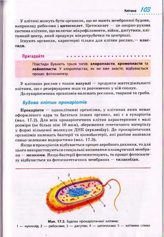Клітина 103
У к л іти н і мож уть бути органели, щ о не маю ть мембранної будови,
наприклад рибосоми і цитоскелет. Цитоекелет — це опорно-рухова
система клітини, що включає мікроф іламенти, війки, дж гутики, к л і­
тинний центр, який продукує мікротрубочки та центріолі.
Існую ть органели, характерні тіл ьки для к л іти н рослин,— плас­
тиди.
Пригадайте ......................................................
Пластиди бувають трьох типів: хлоропласти, хромопласти та
лейкопласти. У хлоропластах, як ви вже знаєте, відбувається
процес фотосинтезу.
У клітинах рослин є також вакуолі — продукти ж иттєдіяльності
клітини, що є резервуарами води та розчинених у ній сполук.
До еукаріотичних організмів належать рослини, тварини та гриби.
Будова клітин прокаріотів
Прокаріоти — одноклітинні організми, у кліти н ах яки х немає
оформленого ядра та багатьох ін ш и х органел, я к і є в еукаріотів
(мал. 17.2). Для всіх прокаріотичних кліти н характерними є м алі
розміри (не більш н іж 10 мкм), збереження генетичного матеріалу
у ф ормі кільцевої молекули Д Н К (нуіслеоїду). До прокаріотичних
організмів належать бактерії та ціанобактерії, я к і раніш е називали
синьо-зеленими водоростями (мал. 17.3).
Я кщ о в прокаріотів відбувається процес аеробного дихання, то для
цього використовуються спеціальні випинання плазматичної мембра­
ни — мезосоми. Я кщ о бактерії фотосинтезують, то процес фотосинте­
зу відбувається на ф отосинтетичних мембранах — гилакоїдах.
2
Мал. 17.2. Будова прокаріотичної клітини:
1 — нуклеоїд; 2 — рибосоми; 3 — джгутик; 4 — цитоплазма; 5 — клітинна стінка
 