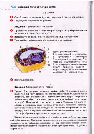 106 КЛІТИННИЙ РІВЕНЬ ОРГАНІЗАЦІЇ ЖИТТЯ
Хід роботи
© Ознайомтеся зі схемами будови тваринної і рослинної клітин.
0 П ідготуйте мікроскоп до роботи.
Завдання 1. Вивчення клітин рослин.
О Приготуйте препарат клітин ш кірки цибулі. П ід мікроскопом ви
побачите клітини. Розгляньте їх.
© Замалю йте клітини, я к і ви розглянули під мікроскопом.
© Порівняйте побачене під мікроскопом з малюнком.
Будова рослинної клітини:
1 — хлоропласти; 2 — пероксисома;
З — цитоскелет; 4 — мітохондрія;
5 — вакуоля; б — рибосома; 7 —
гладенька ендоплазматична сітка;
8 — гранулярна ендоплазматична
сітка; 9 — ядерце; 10 — ядро; 11 —
апарат Гольджі; 12 — плазматична
мембрана; 13 — клітинна стінка
© Зробіть висновки.
Завдання 2. Вивчення клітин тварин.
© Приготуйте препарат епітелію ш кіри жаби. З поверхні ш кіри
жаби час від часу ц іли м и клаптями злущ ується білувата тонка
плівочка, що складається з одного або двох ш арів змертвілих
клітин епітелію. Ц я плівка завж ди є в акваріумі, де утрим у­
ють жаб. Невеликий шматочок плівочки (близько 0,5 см2) по­
м істіть у краплину води на предметне скло, розправте препару­
вальними голками від складок та накрийте накривним склом.
Зафарбуйте плівку метиленовою зеленню з метановою кислотою.
П ісля фарбування краще видно ядра клітин.
Зам ість препарату епітелію ш к ір и ж аби мож на зробити препарат
епітелію лю дини. Д ля цього слід провести стерилізованою скляною
паличкою по внутріш ній поверхні щ оки, перенести зіскребок на пред­
метне скло та отримати в краплині слини препарат епітелію ротової
порож нини.
 