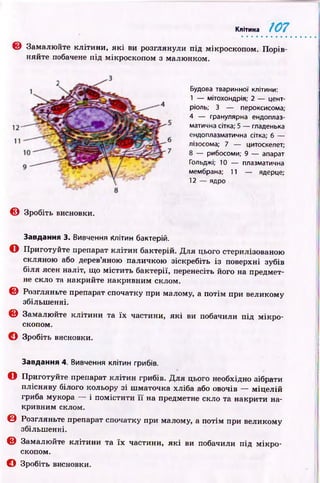 Клітина 107
© Замалю йте клітини, я к і ви розглянули під мікроскопом. Порів­
няйте побачене під мікроскопом з малюнком.
Будова тваринної клітини:
1 — мітохондрія; 2 — цент-
ріоль; 3 — пероксисома;
4 — гранулярна ендоплаз­
матична сітка; 5 — гладенька
ендоплазматична сітка; 6 —
лізосома; 7 — цитоскелет;
8 — рибосоми; 9 — апарат
Гольджі; 10 — плазматична
мембрана; 11 — ядерце;
12 — ядро
© Зробіть висновки.
Завдання 3. Вивчення Клітин бактерій.
О Приготуйте препарат кліти н бактерій. Д ля цього стерилізованою
скляною або дерев’яною паличкою зіскребіть із поверхні зубів
біля ясен наліт, що містить бактерії, перенесіть його на предмет­
не скло та накрийте накривним склом.
© Розгляньте препарат спочатку при малому, а потім при великому
збільшенні.
© Замалю йте клітини та їх частини, я к і ви побачили під м ікр о­
скопом.
© Зробіть висновки.
Завдання 4. Вивчення клітин грибів.
О Приготуйте препарат кліти н грибів. Д ля цього необхідно зібрати
плісняву білого кольору зі шматочка хліба або овочів — м іцелій
гриба мукора — і помістити ї ї на предметне скло та накрити на­
кривним склом.
© Розгляньте препарат спочатку при малому, а потім при великому
збільшенні.
© Замалюйте кліти н и та їх частини, я к і ви побачили під м ік р о­
скопом.
© Зробіть висновки.
 