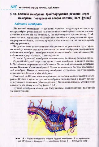 10Z КЛІТИННИЙ РІВЕНЬ ОРГАНІЗАЦІЇ ЖИТТЯ
§ 18. Клітинні мембрани. Транспортування речовин через
мембрани. Поверхневий апарат клітини, його функції
Клітинні мембрани
Біологічні мембрани — це то н к і су м іж н і структури молекуляр­
них розмірів, розташовані на поверхні к л іти н і субклітинних частин,
а також канальців та пухирців, що пронизую ть протоплазму. Н а й ­
важ ливіш ою ф ункцією біологічних мембран є регулю вання тран­
спортування йонів. моносахаридів, амінокислот та ін ш и х продуктів
обміну речовин.
За допомогою електронного мікроскопа та рентгеноструктурно-
го аналізу вченим вдалося показати спільність будови поверхневих
кліти н н и х мембран, мембран ендоплазматичної сітки , мітохондрій,
кліти н н и х ядер, лізосом, пластид тощ о.
В основі будь-якої мембрани леж ить подвійний шар фосфоліпідів.
Однак біліпідний шар — це ще не готова мембрана, а лиш е її основа.
Із біліпід н им ш аром маю ть зв’язатися білки, я к і називають мембран­
ними білкам и. Саме мембранні білки визначають багато властивос­
тей мембран. Входять до складу мембран і вуглеводи, що утворюють
комплекси з білкам и або ліпідами.
Сьогодні найбільш визнана рідинно-мозаїчна модель будови мемб­
рани. Згідно з цією моделлю мембрана складається з ш ару біліп і-
дів, у якому плавають (або закріплені) білкові молекули, утворюючи
в ньому своєрідну мозаїку (мал. 18.1).
Будова мембрани відповідає ї ї ф ункціям: транспортній, бар’єрній
та рецепторній.
Мал. 18.1. Рідинно-мозаїчна модель будови мембрани: 1 — вуглеводи,
що об'єднані з білками; 2 — мембранні білки; 3 — біліпідний шар
 