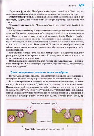 Клітина т
Бар’єрна функція. Мембрана є бар’єром, яки й запобігає надхо­
дж енню до кліти н и різних х ім іч н и х речовин та ін ш и х агентів.
Рецепторна функція. Поверхня мембрани має великий набір ре­
цепторів, що роблять м ож ливим и специф ічні реакції з р ізним и аген­
тами.
Транспортна функція. Через мембрану іде транспорт йонів і ре­
човин.
Покриваю чи к літи н у й відокремлю ю чи її від навколиш нього сере­
довища, біологічні мембрани забезпечують ц ілісн ість к л іти н та орга­
нел. Вона підтримує нерівномірний розподіл йонів К алію , Н атрію ,
Х лору та ін ш и х йонів м іж протоплазмою й навколиш нім середови­
щем. Усередині к літи н и концентрація йонів N a+ниж ча, н іж ззовні,
а йонів К ‘ — навпаки. Властивості біологічних мембран значною
мірою визначають появу та проведення збудження в нервових і м ’я­
зових клітинах.
Електричні явищ а, пов’язані з мембранами, відіграю ть важливу
роль у процесах отримування енергії, передавання сигналів та в ін ­
ш их процесах ж иттєдіяльності.
Особливо важливою мембраною у к л іти н і є плазмалема — поверх­
нева мембрана. Вона виконує бар’єрну, транспортну, рецепторну,
сигнальну ф ункції.
Транспортування речовин через мембрани
Існують два активні процеси, за допомогою яких різні матеріали тран­
спортуються через мембрану,— екзоцитоз та еидоцитоз (мал. 18.2).
Із к літи н и речовини виводяться за допомогою екзоцитозу — злит­
тя вн утріш н ьоклітин них бульбаш ок із плазматичною мембраною.
Наприклад, щоб секретувати інсулін , кліти ни, щ о продукую ть цей
гормон, упаковую ть його у внутріш ньоклітинні пухирці, я к і злива­
ю ться із плазматичною мембраною та відкриваю ться у зовнішньо-
кл іти н н и й простір, вивільняю чи при цьому ін сулін (мал. 18.2, а).
Зовнішньоклітинний простір
Цитоплазма
а б
Мал. 18.2. Екзоцитоз (а) та ендоцитоз (б)
 