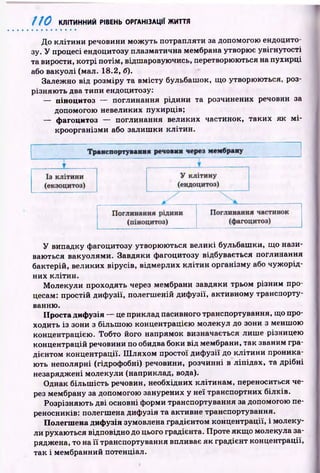 110 КЛІТИННИЙ РІВЕНЬ ОРГАНІЗАЦІЇ ЖИТТЯ
До кліти н и речовини мож уть потрапляти за допомогою ендоцито-
зу. У процесі ендоцитозу плазматична мембрана утворює увігнутості
та вирости, котрі потім , відшаровуючись, перетворюються на пухирці
або вакуолі (мал. 18.2, б).
Залеж но від розміру та вм істу бульбашок, що утворюються, роз­
різняю ть два типи ендоцитозу:
— піноцитоз — поглинання рідини та розчинених речовин за
допомогою невеликих пухирців;
— фагоцитоз — поглинання великих частинок, таких як м і­
кроорганізми або залиш ки кліти н .
У випадку фагоцитозу утворюються великі бульбашки, що нази­
ваються вакуолями. Завдяки фагоцитозу відбувається поглинання
бактерій, великих вірусів, відмерлих кліти н організму або чуж орід­
них клітин.
М олекули проходять через мембрани завдяки трьом різним про­
цесам: простій диф узії, полегш еній диф узії, активному транспорту­
ванню.
Проста диф узія — це приклад пасивного транспортування, що про­
ходить із зони з більш ою концентрацією молекул до зони з меншою
концентрацією . Тобто його напрямок визначається лиш е різницею
концентрацій речовини по обидва боки від мембрани, так званим гра­
дієнтом концентрації. Ш ляхом простої диф узії до кліти ни проника­
ють неполярні (гідрофобні) речовини, розчинні в ліпідах, та дрібні
незаряджені молекули (наприклад, вода).
Однак більш ість речовин, необхідних кліти нам , переноситься че­
рез мембрану за допомогою занурених у неї транспортних білків.
Розрізняю ть дві основні форми транспортування за допомогою пе­
реносників: полегшена диф узія та активне транспортування.
Полегшена диф узія зумовлена градієнтом концентрації, і молеку­
ли рухаються відповідно до цього градієнта. Проте якщ о молекула за­
ряджена, то на її транспортування впливає я к градієнт концентрації,
так і мембранний потенціал.
 