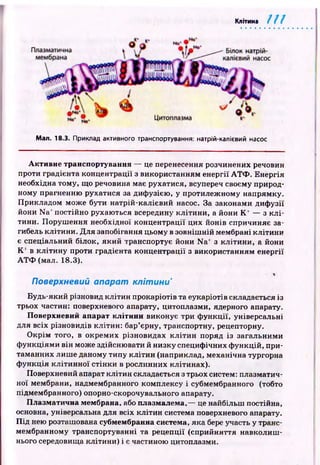 Клітина 1 1 1
Мал. 18.3. Приклад активного транспортування: натрій-калієвий насос
Активне транспортування — це перенесення розчинених речовин
проти градієнта концентрації з використанням енергії А Т Ф . Енергія
необхідна тому, що речовина має рухатися, всупереч своєму природ­
ному прагненню рухатися за дифузією , у протилеж ному напрямку.
Прикладом може бути натрій-калієвий насос. За законами диф узії
йони Na* постійно рухаються всередину кліти ни, а йони К ' — з к л і­
тини. Поруш ення необхідної концентрації цих йонів спричиняє за­
гибель клітини. Д ля запобігання цьому в зовніш ній мембрані клітини
є спеціальний білок, який транспортує йони N a f з кліти н и, а йони
К ' в к літи н у проти градієнта концентрації з використанням енергії
А Т Ф (мал. 18.3).
%
Поверхневий ап арат клітини’
Будь-який різновид клітин прокаріотів та еукаріотів складається із
трьох частин: поверхневого апарату, цитоплазми, ядерного апарату.
Поверхневий апарат клітини виконує три ф ункції, універсальні
для всіх різновидів клітин: бар’єрну, транспортну, рецепторну.
О крім того, в окремих різновидах к л іти н поряд із загальними
ф ункціями він може здійсню вати й низку специфічних ф ункцій, при­
таманних лиш е даному типу к л іти н (наприклад, механічна тургорна
ф ункція кл іти н н о ї стін ки в рослинних клітинах).
Поверхневий апарат клітин складається з трьох систем: плазматич­
ної мембрани, надмембранного комплексу і субмембранного (тобто
підмембранного) опорно-скорочувального апарату.
Плазматична мембрана, або плазмалема,— це найбільш постійна,
основна, універсальна для всіх клітин система поверхневого апарату.
П ід нею розташована субмембранна система, яка бере участь у транс­
мембранному транспортуванні та рецепції (сприйняття навколиш ­
нього середовища клітини) і є частиною цитоплазми.
 