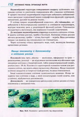 112 КЛІТИННИЙ РІВЕНЬ ОРГАНІЗАЦІЇ ЖИТТЯ
ІІадмембранні структури поверхневого апарату здійсню ю ть вза­
ємодію к л іти н із зовніш нім середовищем або з ін ш и м и клітинам и.
У процесі еволю ції надмембранні структури набувають найваж ливі­
ш ого значення і в реалізації ін ш и х специф ічних ф ункцій: тургорної,
механічної, рухової та деяких інш их.
У кліти н тварин надмембранний комплекс, або глікокалікс, пе­
ребуваючи в безпосередньому к он такті із зовніш нім середовищем,
відіграє важ ливу роль у рецепторній ф у н к ц ії кліти н . Гл ік о ка л ікс
складається з вуглеводів, він порівняно тонкий і еластичний.
До похідних иадмембранних структур належ ить клітинна стінка.
Її маю ть кліти н и рослин, грибів і бактерій. К літи н н а стін ка рослин
м істи ть целюлозу, грибів — хітин , бактерій — муреїн. Вона достатньо
тверда і на від м ін у від гл ікокаліксу не стискається.
Через кліти н н у стін ку проходить вода, солі, молекули багатьох
органічних речовин.
Явище плазмолізу й деплазмолізу
в клітинах рослин
П лазм оліз (від грец. plasma — виліплене, оформлене та Lysis —
розкладання, розпад) — це відділення цитоплазми від оболонки при
зануренні к л іти н и в гіпертонічний, тобто концентрованіш ий ззовні,
розчин (мал. 18.4). П лазмоліз характерний головним чином для рос­
линних кліти н , щ о маю ть м іцну целюлозну оболонку. Я кщ о тваринні
к літи н и занурити в гіпертонічний розчин, то вони стискаю ться.
Іноді плазмолізовані к л іти н и залиш аю ться ж иви м и. Я к щ о за­
нурити так і к л іти н и у воду, у я к о ї концентрація солей ниж ча, н іж
у к л іти н і, відбувається деплазмоліз.
Д еплазмоліз — це повернення цитоплазми кліти н рослин зі стану
плазмолізу у вихідний стан.
Мал. 18.4. Плазмоліз і деплазмоліз під мікроскопом
 