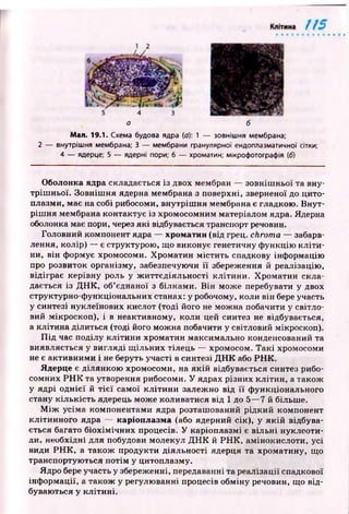 a б
Мал. 19.1. Схема будова ядра (о): 1 — зовнішня мембрана;
2 — внутрішня мембрана; 3 — мембрани гранулярної ендоплазматичної сітки;
4 — ядерце; 5 — ядерні пори; 6 — хроматин; мікрофотографія (б)
Оболонка ядра складається із двох мембран — зовніш ньої та вну­
тріш ньої. Зовніш ня ядерна мембрана з поверхні, зверненої до цито­
плазми, має на собі рибосоми, внутріш ня мембрана є гладкою. В н ут­
ріш ня мембрана контактує із хромосомним матеріалом ядра. Ядерна
оболонка має пори, через я кі відбувається транспорт речовин.
Головний компонент ядра — хроматин (від грец. chroma — забарв­
лення, колір) — є структурою, що виконує генетичну ф ункцію к л іти ­
ни, він формує хромосоми. Хром атин м істить спадкову інф ормацію
про розвиток організму, забезпечуючи її збереження й реалізацію ,
відіграє керівну роль у ж иттєдіяльності кліти ни. Х ром атин скла­
дається із Д Н К , об’єднаної з білками. В ін може перебувати у двох
структурно-ф ункціональних станах: у робочому, коли він бере участь
у синтезі нуклеїнових кислот (тоді його не можна побачити у світло­
вий мікроскоп), і в неактивному, коли цей синтез не відбувається,
а клітина ділиться (тоді його можна побачити у світловий мікроскоп).
П ід час поділу кліти ни хроматин максимально конденсований та
виявляється у вигляді щ ільних тілець — хромосом. Т акі хромосоми
не є активним и і не беруть участі в синтезі Д Н К або Р Н К .
Ядерце є ділянкою хромосоми, на якій відбувається синтез рибо-
сомних Р Н К та утворення рибосоми. У ядрах різних кліти н , а також
у ядрі о д н ієї й т іє ї самої к літи н и залежно від ї ї ф ункціонального
стану к іл ьк ість ядерець може коливатися від 1 до 5— 7 й більше.
М іж усіма компонентами ядра розташований рідкий компонент
кліти нного ядра — каріоплазма (або ядерний сік), у я к ій відбува­
ється багато біохім ічн и х процесів. У каріоплазма є вільні нуклеоти-
ди, необхідні для побудови молекул Д Н К й Р Н К , амінокислоти, усі
види Р Н К , а також продукти діяльності ядерця та хроматину, що
транспортую ться п отім у цитоплазму.
Ядро бере участь у збереженні, передаванні та реалізації спадкової
інф ормації, а також у регулюванні процесів обміну речовин, що від­
буваються у кл іти н і.
 