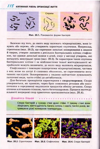 11Z КЛІТИННИЙ РІВЕНЬ ОРГАНІЗАЦІЇ ЖИТТЯ
Бацили Спірили Коки
Мал. 20.1. Різноманітні форми бактерій
Залежно від того, до якого виду належать мікроорганізми, вони іс­
нують або окремо, або утворюють характерні скупчення. Наприклад,
стрептокок (мал. 20.2), що спричиняє запальні захворювання в людини
й тварин, утворює ланцюги з декількох бактеріальних клітин; стафіло­
кок, що уражає дихальні шляхи в дітей, існує у вигляді утворень, які
нагадують виноградне гроно (мал. 20.3). За характером таких скупчень
бактеріальних клітин і за особливостями їхньої ж иттєдіяльності м і­
кробіологи можуть визначити, до якого виду належить мікроорганізм.
Стаф ілококи є повсюдно поширеними мікроорганізмами, частина
з них живе на ш к ір і й слизових оболонках, не спричиняю чи нега­
тивних наслідків. Захворювання у людини найчастіш е зумовлюють
патогенні види, часто стій к і до антибіотиків.
Д ля багатьох прокаріотів характерним є спороутворення. Спори
утворюються, як правило, через брак пож ивних речовин або нако­
пичення в середовищі надлиш ків продуктів обміну речовин. Спора
оточена клітинною стінкою , часто багатошаровою. Процеси ж и ттєд і­
яльності всередині спор практично припиняю ться (мал. 20.4).
Дізнайтеся більше ......................................................
Спори бактерій у сухому стані дуже стійкі. У такому стані вони
зберігають життєздатність багато сотень і навіть тисячі років, ви­
тримуючи різкі коливання температури.
Мал. 20.2 Стрептококи Мал. 20.3. Стафілококи Мал. 20.4. Спори бактерій
 