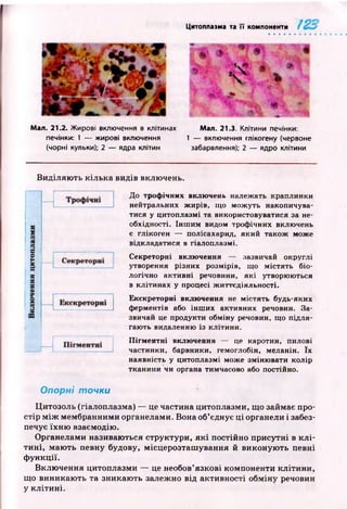 Цитоплазма та її компоненти
Мал. 21.2. Жирові включення в клітинах
печінки: 1 — жирові включення
(чорні кульки); 2 — ядра клітин
Мал. 21.3. Клітини печінки:
1 — включення глікогену (червоне
забарвлення); 2 — ядро клітини
В иділяю ть кілька видів включень.
До трофічних включень належать краплинки
нейтральних жирів, що можуть накопичува­
тися у цитоплазмі та використовуватися за не­
обхідності. Ін ти м видом трофічних включень
е глікоген — полісахарид, який також може
відкладатися в гіалоплазмі.
Секреторні включення — зазвичай округлі
утворення різних розмірів, що містять біо­
логічно активні речовини, які утворюються
в клітинах у процесі життєдіяльності.
Екскреторні включення не містять будь-яких
ферментів або інших активних речовин. За­
звичай це продукти обміну речовин, що підля­
гають видаленню із клітини.
Пігментні включення — це каротин, пилові
частинки, барвники, гемоглобін, меланін. їх
наявність у цитоплазмі може змінювати колір
тканини чи органа тимчасово або постійно.
Ц итозоль (гіалоплазма) — це частина цитоплазми, що займає про­
стір м іж мембранними органелами. Вона об’єднує ці органели і забез­
печує їхн ю взаємодію.
Органелами називаються структури, я к і постійно присутні в к л і­
ти н і, маю ть певну будову, місцерозташ ування й виконую ть певні
ф ункції.
Вклю чення цитоплазми — це необов’язкові компоненти кліти н и,
що виникаю ть та зникаю ть залежно від активності обміну речовин
у кл іти н і.
Опорні точки
 
