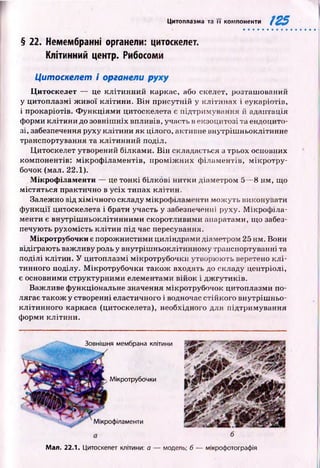 Цитоплазма та її компоненти 125
§ 22. Немембранні органели: цитоскелет.
Клітинний центр. Рибосоми
Цитоскелет і органели руху
Цитоскелет — це к л іти н н и й каркас, або скелет, розташ ований
у цитоплазмі ж и вої кліти ни. В ін присутній у кліти н ах і еукаріотів,
і прокаріотів. Ф у н кц іям и цитоскелета є підтримування й адаптація
форми кліти н и до зовніш ніх впливів, участь в екзоцитозі та ендоцито-
зі, забезпечення руху клітини як цілого, активне внутріш ньоклітинне
транспортування та кліти н н ий поділ.
Ц итоскелет утворений білками. В ін складається з трьох основних
компонентів: м ікроф ілам ентів, п р ом іж н и х ф іламентів, мікротру-
бочок (мал. 22.1).
Мікрофіламенти — це тон кі білкові н итки діаметром 5— 8 нм, що
м істяться практично в усіх типах клітин.
Залеж но від хім ічн ого складу мікроф іламенти м ож уть виконувати
ф ункц ії цитоскелета і брати участь у забезпеченні руху. М ікроф іла­
менти є внутріш ньоклітинним и скоротливими апаратами, що забез­
печують рухом ість к л іти н під час пересування.
Мікротрубочки є порож нистими циліндрами діаметром 25 нм. Вони
відіграю ть важливу роль у внутріш ньоклітинному транспортуванні та
поділі клітин. У цитоплазмі мікротрубочки утворюють веретено к л і­
тинного поділу. М ікротрубочки також входять до складу центріолі,
є основними структурними елементами війок і дж гутиків.
Важливе ф ункціональне значення мікротрубочок цитоплазми по­
лягає також у створенні еластичного і водночас стійкого внутріш ньо­
клітинного каркаса (цитоскелета), необхідного для підтримування
форми клітини.
Зовнішня мембрана клітини
Мікротрубочки
Мікрофіламенти
Мал. 22.1. Цитоскелет клітини: а
б
модель; б — мікрофотографія
 