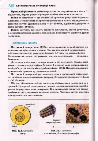 Проміжні філаменти забезпечують механічну м іц н ість кліти н, їх
відростків, беруть участь в утворенні м іж к л іти н н и х контактів.
Війки та джгутики — це спеціальні органели руху, що є в деяких
клітинах. У світловому м ікроскопі ц і органели маю ть вигляд тонких
виростів кліти н. Д овж ина війок — 5— 10 м км , а довжина д ж гути ків
може сягати 150 м км .
В іл ьн і кл іти н и , що маю ть війки та д ж гути ки , здатні рухатися,
а нерухомі к літи н и рухом війок мож уть переміщ ати рідину й дрібні
частинки.
Клітинний центр
Клітинний центр (мал. 22.2) є універсальною немембранною ор-
ганелою еукаріотичних кліти н. В ін представлений центросомою —
щ ільною частинкою розміром близько 0,7 м к м та центросферою —
білковими ниткам и, щ о розходяться від центросоми, — мікротру-
бочками.
До складу клітинного центру входять дві центріолі. К ож на цент-
ріоль — це циліндр розміром близько 1 м км , по колу якого розташ о­
вані дев’ять триплетів мікротрубочок (мал. 22.3). Ц ентріолі розташ о­
вуються під прям им кутом одна до одної.
К літи н н и й центр відіграє важ ливу роль в організації цитоскеле-
та, оскільки цитоплазматичні мікротрубочки розходяться в усі боки
з ц іє ї ділянки.
П ід час підготовки кліти н до поділу відбувається подвоєння цен-
тріолей. Ц ен тріолі розходяться, і поряд із кож ною ш ляхом самозби-
рання формується нова центріоль. В ід центріолей тягнуться м ік р о ­
трубочки, що утворю ю ть веретено поділу. Ч астина ниток веретена
прикріплю ється до хромосом.
і26 КЛІТИННИЙ РІВЕНЬ ОРГАНІЗАЦІЇ ЖИТТЯ
ядро а б
Мал. 22.2. Клітинний
центр
Мал. 22.3. Центріоль:
а — модель; б — мікрофотографія
 