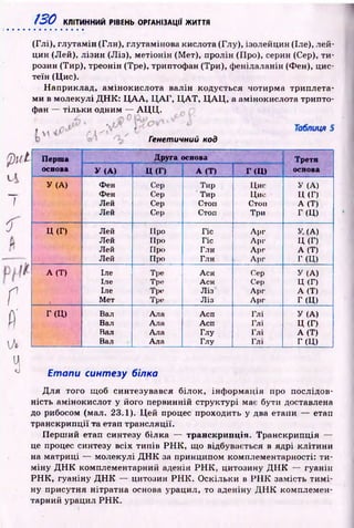 130 КЛІТИННИЙ РІВЕНЬ ОРГАНІЗАЦІЇ ЖИТТЯ
(Глі), глутам ін (Глн), глутамінова кислота (Глу), ізолейцин (Іле), лей­
цин (Лей), лізин (Ліз), метіонін (Мет), пролін (Про), серин (Сер), ти ­
розин (Тир), треонін (Тре), триптофан (Три), ф енілаланін (Фен), цис­
теїн (Цис).
Н априклад, ам інокислота валін кодується чотирма триплета­
ми в молекулі Д Н К : Ц А А , Ц А Г , Ц А Т , Ц А Ц , а амінокислота трипто­
фан — тіл ьк и одним — А Ц Ц .
V f к ^ ' s ' ^
Генетичний код
p u t
Ц .
7
f
г
f t
 Л
ц
^ Етапи синтезу білка
Д ля того щоб синтезувався білок, інф орм ація про послідов­
ність амінокислот у його первинній структурі має бути доставлена
до рибосом (мал. 23.1). Цей процес проходить у два етапи — етап
транскрипції та етап трансляції.
П ерш ий етап синтезу білка — транскрипція. Транскри п ція —
це процес синтезу всіх ти пів Р Н К , що відбувається в ядрі к літи н и
на матриці — молекулі Д Н К за принципом комплементарності: ти ­
м ін у Д Н К комплементарний аденін Р Н К , цитозину Д Н К — гуанін
Р Н К , гуаніну Д Н К — цитозин Р Н К . О скільки в Р Н К замість т и м і­
ну присутня нітратна основа урацил, то аденіну Д Н К комплемен­
тарний урацил Р Н К .
Перша Друга основа Третя
основа У (А) Ц (Г) А (Т) Г(Ц ) основа
У (А) Фен Сер Тир Цис У (А)
Фен Сер Тир Цис П (Г)
Лей Сер Стоп Стоп А (Т)
Лей Сер Стоп Три Г(Ц )
Ц (Г) Лей Про Гіс Apr У. (А)
Лей Про Гіс Apr Ц (Г)
Лей Про Глн Apr А (Т)
Лей Про Глн Apr Г(Ц )
А (Т) Іле Тре Асн Cep У (А)
Іле Тре Асн Cep Ц (Г)
Іле Тре Ліз Apr А (Т)
Мет Тре Ліз Apr Г(Ц )
Г(Ц ) Вал Ала Асп Глі У (А)
Вал Ала Асп Глі Ц (Г)
Вал Ала Глу Глі А (Т)
Вал Ала Глу Глі Г(Ц )
 