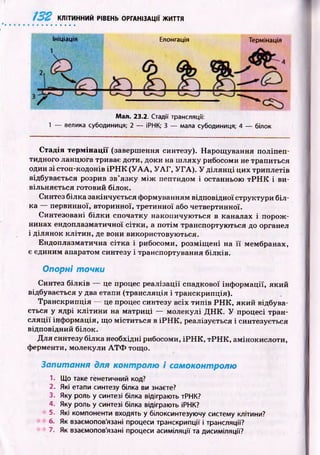 КЛІТИННИЙ РІВЕНЬ ОРГАНІЗАЦІЇ ЖИТТЯ
Ініціація Елонгація Термінація
Man. 23.2. Стадії трансляції:
1 — велика субодиниця; 2 — ІРНК; 3 — мала субодиниця; 4 — білок
Стадія термінації (завершення синтезу). Нарощ ування поліпеп-
тидного ланцю га триває доти, доки на ш ляху рибосоми не трапиться
один зі стогі-кодонів ІР Н К (У А А , У А Г , У Г А ). У д іл ян ц і цих триплетів
відбувається розрив зв’язку м іж пептидом і останньою т Р Н К і ви­
вільняється готовий білок.
Синтез білка закінчується формуванням відповідної структури біл­
ка — первинної, вторинної, третинної або четвертинної.
Синтезовані білки спочатку накопичую ться в каналах і порож ­
нинах ендоплазматичної сітки , а п отім транспортую ться до органел
і ділянок к літи н , де вони використовую ться.
Ендоплазматична сітка і рибосоми, розм іщ ені на її мембранах,
є єдиним апаратом синтезу і транспортування білків.
Опорні точки
Синтез білків — це процес реалізації спадкової інф орм ації, який
відбувається у два етапи (трансляція і транскрипція).
Транскрипція — це процес синтезу всіх ти п ів Р Н К , який відбува­
ється у ядрі кліти ни на матриці — молекулі Д Н К . У процесі тран­
сл я ц ії інф ормація, щ о міститься в іР Н К , реалізується і синтезується
відповідний білок.
Д ля синтезу білка необхідні рибосоми, ІР Н К , т Р Н К , амінокислоти,
ферменти, молекули А Т Ф тощо.
Запитання для контролю і самоконтролю
1. Що таке генетичний код?
2. Які етапи синтезу білка ви знаєте?
3. Яку роль у синтезі білка відіграють тРНК?
4. Яку роль у синтезі білка відіграють іРНК?
5. Які компоненти входять у білоксинтезуючу систему клітини?
6. Як взаємопов'язані процеси транскрипції і трансляції?
7. Як взаємопов'язані процеси асиміляції та дисиміляції?
 