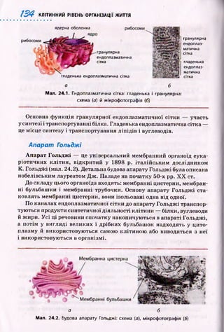 134 КЛІТИННИЙ РІВЕНЬ ОРГАНІЗАЦІЇ ЖИТТЯ
ядерна оболонка
рибос<
гранулярна
ендоплазматична
сітка
гранулярна
ендоплаз­
матична
сітка
гладенька
ендоплаз­
матична
гладенька ендоплазматична сітка З* сітка
а б
Мал. 24.1. Ендоплазматична сітка: гладенька і гранулярна:
схема (а) й мікрофотографія (б)
Основна ф ункція гранулярної ендоплазматичної сітки — участь
у синтезі і транспортуванні білка. Гладенька ендоплазматична сітка —
це місце синтезу і транспортування л іп ід ів і вуглеводів.
А парат Гольджі
А п ар ат Гольдж і — це універсальний мембранний органоїд еука­
ріоти чн и х к л іти н , від кр итий у 1898 р. іта л ій сь ки м дослідником
К. ГольдЖ і (мал. 24.2). Детальна будова апарату Гольдж і була описана
Нобелівським лауреатом Д ж . Паладе на початку 50-х pp. X X ст.
Д о складу цього органоїда входять: мембранні цистерни, мембран­
н і бульбаш ки і мембранні трубочки. Основу апарату Гольдж і ста­
новлять мембранні цистерни, вони ізольовані одна від одної.
П о каналах ендоплазматичної сітки до апарату Гольдж і транспор­
тую ться продукти синтетичної діяльності кліти н и — білки, вуглеводи
й ж ири. У с і ц і речовини спочатку накопичую ться в апараті Гольдж і,
а п отім у вигляді великих і дрібних бульбаш ок надходять у цито­
плазму й використовую ться самою кліти н ою або виводяться з неї
і використовую ться в організмі.
а б
ІМал. 24.2. Будова апарату Гольджі: схема (а), мікрофотографія (б)
 