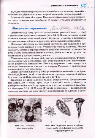 Цитоплазма та її компоненти
Щ е одна важлива ф ункція цього органоїда полягає в тому, що на його
мембранах відбувається синтез ж ирів і вуглеводів (полісахаридів).
Завдяки діяльності апарату Гольдж і відбувається також оновлен­
ня і ріст плазматичної мембрани. В апараті Гольдж і утворюються
лізосоми.
Лізосоми т а пероксисоми Qc<-i ' г Ш '
Л ізосоми (від грец. lysis — розкладання, розпад і soma — тіло)
є невеликими круглими тіл ьц ям и (мал. 24.3). В ід цитоплазми кожна
лізосома відмежована мембраною. Усередині лізосоми є ферменти,
що розщеплюють білки, ж ири, вуглеводи, нуклеїнові кислоти.
Л ізосом и підходять до пож ивної частинки, що надійш ла в ци­
топлазму, зливаються з нею, утворю ю чи травну вакуолю. М аю чи
здатність активно перетравлювати пож ивні речовини, лізосоми бе­
руть участь у видаленні частин к літи ни, цілих к л іти н та органів, що
відмираю ть у процесі ж иттєдіяльності.
Утворення нових лізосом відбувається у к л іти н і постійно. Ф ермен­
ти, що містяться в лізосомах, як і будь-які ін ш і білки, синтезую ть­
ся на рибосомах цитоплазми. П о тім ці ферменти транспортую ться
по ендоплазматичних каналах до апарату Гольдж і, у порожнинах
якого ф ормуються лізосоми.
Л ізосоми були відкриті у 1955 р. бельгійським біо х ім ік о м Крис-
тіаном де Дю вом, який за дослідження структури і ф ункцій лізосом
був удостоєний Нобелівської п рем ії у 1974 р.
К ристіан де Дю в відкрив та к о ж пероксисоми. Пероксисоми
(від латин, per — через, грец. oxys — кислий і soma — тіло) — це
універсальний органоїд еукаріотичних кліти н, мембранні бульбаш ­
ки діаметром 0,15— 0,25 м км . Ф у н кц ія пероксисом — розщеплення
довголанцюгових ж ирних кислот, я к і надходять до к літи н и з їж ею .
Мал. 24.3. Лізосоми, Мал. 24.4. Скоротливі вакуолі в найпро-
мікрофотографія стіших: амеба (а), інфузорія-туфелька (6),
інфузорія трубач (в)
 