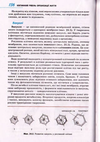 136 КЛІТИННИЙ РІВЕНЬ ОРГАНІЗАЦІЇ ЖИТТЯ
На відм іну від лізосом, нові нероксисоми утворюються тіл ьки ш ля­
хом дроблення вже існую чих, тому клітина, що втратила всі перок-
сисоми, не мож е їх відновити.
Вакуолі
Вакуоля — це наповнений рідиною мембранний м іш ок, стін ка
якого складається з одинарної мембрани (мал. 24.5). У тваринних
к літи н ах м істяться відносно невеликі вакуолі, я к і беруть участь
у фагоцитозі, перетравлюванні їж і, руйнуванні непотрібних к л іти н ­
них структур, у виведенні надлиш ку води з організму.
Рослинна кліти на м істи ть велику центральну вакуолю, оточену
мембраною, яка називається тонопласт (мал. 24.5). Рідина, що за­
повнює центральну вакуолю, називається клітинним соком. Це кон­
центрований розчин, який м істи ть мінеральні солі, цукри, органічні
кислоти, Оксиген, діоксин Карбону, пігм енти і деякі відходи ж и ттє­
діяльності.
Вода зазвичай надходить у концентрований клітинний сік ш ляхом
осмосу. У результаті в к л іти н і розвивається тургорний тиск і цито­
плазма притискається до кліти нної стінки . Осмотичне поглинання
води відіграє важ ливу роль при розтягуванні кліти н під час росту,
а також у загальному водному реж имі рослини.
Іноді у вакуолях містяться розчинні пігменти. Саме вони головним
чином і визначають забарвлення квітів, плодів, бруньок. У листках
вони зумовлюють різні відтінки осіннього забарвлення, яке залежить
також від фотосинтетичних пігментів, що містяться у хлоропластах.
П ісл я загибелі кліти н и тонопласт, як і всі ін ш і мембрани, втрачає
свою вибіркову проникність, і ферменти вивільняю ться із вакуоль,
спричиняю чи автоліз — саморозчинення клітини.
У вакуолях рослини мож уть накопичуватися кінцеві і деякі вто­
ринні продукти метаболізму. Вторинні продукти, зокрема алкалоїди
і таніни, виконую ть захисну ф ункцію , запобігаючи поїданню таких
рослин травоїдними тваринами.
клітинний сік тонопласт
 
