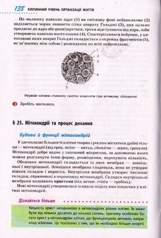 ІЗf КЛІТИННИЙ РІВЕНЬ ОРГАНІЗАЦІЇ ЖИТТЯ
На малю нку навколо ядра (1) на світлом у фоні нейроплазми (2)
виділяється чорна звивиста сітка апарату Гольдж і (3), яка щ ільно
прилягає до ядра або розміщ ується, трохи відступаючи від ядра, ніби
утворюючи навколо нього кош ик (4). Спостерігаю ться нейрони, у ци­
топлазмі яких апарат Гольдж і складається з окремих ф рагментів (5),
не зв’язаних м іж собою і розкиданих по всій нейроплазмі.
5
Нервові клітини спинного ганглію кошеняти при великому збільшенні
0 Зробіть висновки.
§ 25. Мітохондрії та процес дихання
Будова й функції мітохондрій
У цитоплазмі більш ості клітин тварин і рослин містяться дрібні тіл ь­
ця — м ітохондрії (від грец. milos — нитка, chondros — зерно, гранула).
М ітохондрії добре видно у світловий мікроскоп, за допомогою якого
можна розглянути їхн ю форму, розміщ ення, порахувати кількість.
Оболонка м іто хо н д р ії складається із двох мембран — зовн іш ­
ньої і внутріш ньої. Зовніш ня мембрана гладенька, вона не утворює
н іяки х складок і виростів. В нутріш н я мембрана утворює численні
складки, спрямовані в порож нину м ітохондрії. Складки внутріш ньої
мембрани називають кристами (від латин, crista — гребінь).
Н ові м ітохондрії утворюються ш ляхом поділу вже існую чих у к л і­
ти н і мітохондрій.
Дізнайтеся більше ......................................................
Кількість крист неоднакова в мітохондріях різних клітин. їх може
бути від кількох десятків до кількох сотень, причому особливо ба­
гато крист у мітохондріях клітин, що функціонують активно, напри­
клад мязових. Це пов'язано з тим, що їм необхідно більше енергії.
 