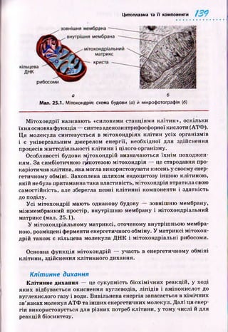 Цитоплазма та її компоненти
а б
Мал. 25.1. Мітохондрія: схема будови (о) й мікрофотографія (6)
М ітох он д р ії називають «силовими станціям и кліти н», оскільки
їх н я основна ф ункція — синтез аденозинтрифосфорної кислоти (АТФ ).
Ц я молекула синтезується в м ітохондріях к л іти н усіх організм ів
і є універсальним дж ерелом енергії, необхідної для здійснення
процесів ж иттєдіяльності кліти н и і цілого організму.
Особливості будови м ітохон дрій визначаю ться їх н ім походж ен­
ням. За симбіотичною гіп отезою м ітохондрія — це стародавня про-
каріотична клітина, яка могла використовувати кисень у своєму енер­
гетичному обміні. Захоплена ш ляхом ендоцитозу інш ою клітиною ,
якій не була притаманна така властивість, мітохондрія втратила свою
самостійність, але зберегла певні к л іти н н і компоненти і здатність
до поділу.
У с і м ітохо н д р ії маю ть однакову будову — зовніш ню мембрану,
між мембранний простір, внутріш ню мембрану і мітохондріальний
матрикс (мал. 25.1).
У мітохондріальному матриксі, оточеному внутріш ньою мембра­
ною, розміщ ені ферменти енергетичного обміну. У м атриксі м ітохон­
дрій також є кільцева молекула Д Н К і м ітохондріальні рибосоми.
Основна ф ункція м ітохондрій — участь в енергетичному обміні
кліти ни, здійснення клітинного дихання.
Клітинне дихання
Клітинне дихання — це сукупність б іохім іч н и х реакцій, у ході
як и х відбувається окиснення вуглеводів, л іп ід ів і ам інокислот до
вуглекислого газу і води. Вивільнена енергія запасається в х ім іч н и х
зв’язках молекул А Т Ф та ін ш и х енергетичних молекул. Д ал і ця енер­
гія використовується для різних потреб клітини, у тому числі й для
реакцій біосинтезу.
 