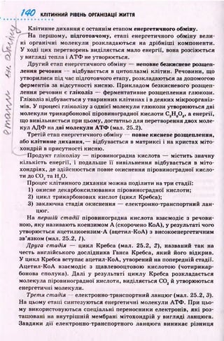140 КЛІТИННИЙ РІВЕНЬ ОРГАНІЗАЦІЇ ЖИТТЯ
І
К літи нне дихання е останнім етапом енергетичного обміну.
- і . f Н а перш ому, підготовчому, етапі енергетичного обм іну вели-
v к і ор ган ічн і молекули розкладаю ться на д р іб н іш і компоненти.
У ході цих перетворень виділяється мало енергії, вона розсіюється
) у вигляді тепла і А Т Ф не утворюється.
Д ругий етап енергетичного обміну — неповне безкисневе розщеп­
лення речовин — відбувається в цитоплазмі клітин. Речовини, що
утворилися під час підготовчого етапу, розкладаються за допомогою
ф ерментів за відсутності кисню. П рикладом безкисневого розщеи-
А лення речовин є гл ікол із — ферментативне розщеплення глю кози.
Гл ікол із відбувається у тваринних клітинах і в деяких мікроорганіз-
ч мів. У процесі гл ікол ізу з однієї молекули глю кози утворюються дві
молекули трикарбонової піровиноградної кислоти С3Н вО„, а енергії,
г- що вивільняється при цьому, достатньо для перетворення двох моле-
кул А Д Ф на дві молекули А Т Ф (мал. 25.2).
Третій етап енергетичного обміну — повне кисневе розщеплення,
або клітинне дихання,— відбувається в матриксі і на кристах м іто ­
хондрій в присутності кисню.
П родукт гліколізу — піровиноградна кислота — м істи ть значну
к іл ь к ість енергії, і подальше ї ї вивільнення відбувається в м іто ­
хондріях, де здійсню ється повне окиснення піровиноградної кисло­
ти до С 0 2та H zO.
Процес клітинного дихання можна поділити на три стадії:
1) окисне декарбоксилювання піровиноградної кислоти;
2) цикл трикарбонових кислот (цикл Кребса);
3) заключна стадія окиснення — електронно-транспортний лан­
цюг.
На першій с т а д ії піровиноградна кислота взаємодіє з речови­
ною, яку називають коензимом А (скорочено КоА), у результаті чого
утворюється ацетилкоензим-А (ацетил-КоА) з високоенергетичним
зв’язком (мал. 25.2, /).
Друга с т а д ія — цикл Кребса (мал. 25.2, 2), названий так на
честь англійського дослідника Ганса Кребса, яки й його відкрив.
У цикл Кребса вступає ацетил-КоА, утворений на попередній стадії.
А ц ети л -К о А взаємодіє з щавлевооцтовою кислотою (чотирикар-
бонова сполука). Д ал і у результаті циклу Кребса розкладається
молекула піровиноградної кислоти, виділяється С 0 2й утворюються
енергетичні молекули.
Т р е т я с т а д ія — електронно-транспортний ланцю г (мал. 25.2, 3).
Н а цьому етапі синтезуються енергетичні молекули А Т Ф . П ри цьо­
му використовую ться спеціальні переносники електронів, я к і роз­
таш овані на вн утр іш н ій мембрані м ітохондрій у вигляді ланцю га.
Завдяки д ії електронно-транспортного ланцю га виникає різни ця
 