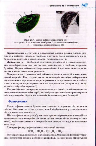 Цитоплазма та її компоненти
1
Х ром опласти містяться в цитоплазмі кліти н різних частин рос­
лини: у квітках, плодах, стеблах, листках. Вони впливають на за­
барвлення віночків квіток, плодів, осіннього листя.
Л ейкопласти — безбарвні пластиди, розміщ ені в цитоплазмі к л і­
тин незабарвлених частин рослин, наприклад у стеблах, коренях,
бульбах. Ф орма лейкопластів різноманітна. У цих пластидах відкла­
дається запас пож ивних речовин.
Хлоропласти, хромопласти і лейкопласти мож уть здійснювати вза­
ємний перехід. Так, під час достигання плодів чи зм іни забарвлення
листя восени хлоропласти перетворюються на хромопласти, а лейко­
пласти мож уть перетворюватися на хлоропласти (наприклад, якщ о
зеленіють бульби картоплі).
Еволю ційним и попередниками пластид згідно із симбіотичною ги-
потезою вважаються бактерії, я к і набули здатності використовувати
світлову енергію і були «захоплені» ін ш и м и видами бактерій.
Ф отосинтез
Слово «фотосинтез» буквально означає: створення п ід впливом
світла. Ф отосинтез — це процес, який відбувається у хлоропластах
під дією сонячного світла.
П ід час фотосинтезу відбувається процес перетворення енергії со­
нячного світла на енергію х ім іч н и х зв’язків органічних сполук (глю ­
кози), які синтезую ться з неорганічних сполук — води та вуглекис­
лого газу.
Сумарна формула фотосинтезу має такий вигляд:
6 С0 2+ 6 Н 20 = С вН 120 в + 602.
Фотосинтез здійснюється в хлоропластах. Основним фотосинтетич­
ним пігментом вищ их рослин є хлорофіл. За хім ічною структурою
а б
Мал. 26.1. Схема будови хлоропласта (а):
— строма, 2 — зовнішня мембрана, 3 — внутрішня мембрана,
4 — тилакоїди; мікрофотографія (б) .
 
